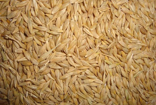 Barley Seeds