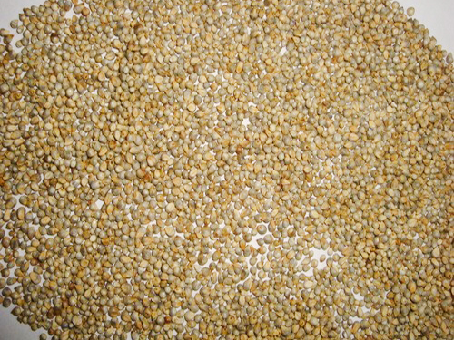 Green Millet By SHREE RAGHVENDRA AGRO PROCESSORS
