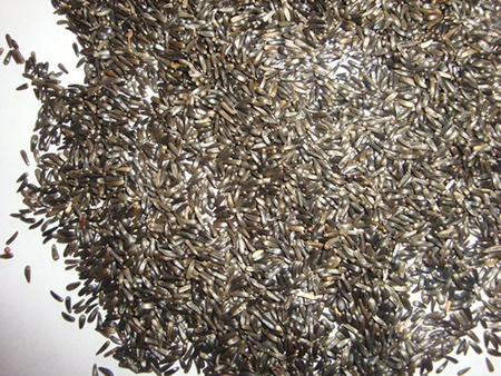 Nyjer Seeds By SHREE RAGHVENDRA AGRO PROCESSORS