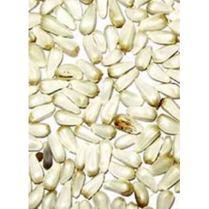 Safflower Seeds By SHREE RAGHVENDRA AGRO PROCESSORS
