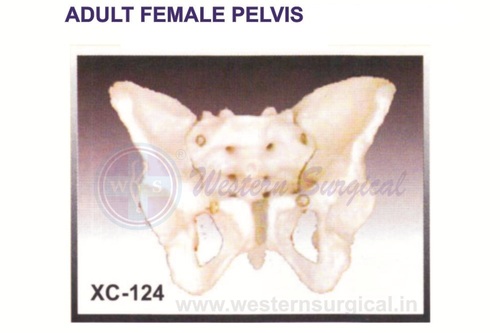 Adult Female Pelvis