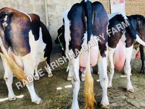 Black White Hf Cow Black White Hf Cow