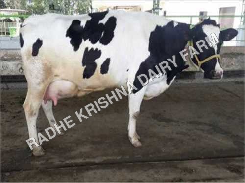 Hf Cow