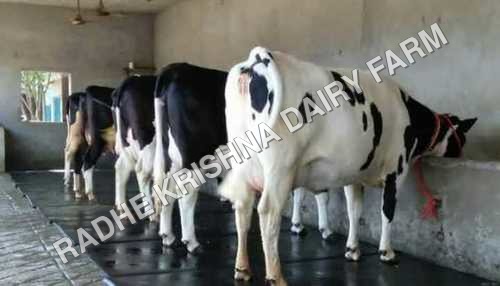 Hf Dairy Cow