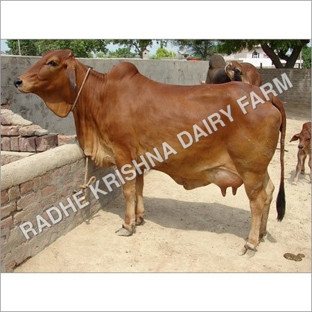 Brown Sahiwal Cow Brown Sahiwal Cow