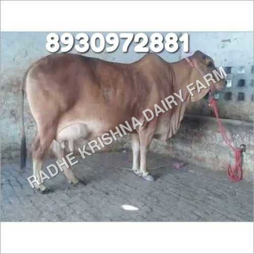 Sahiwal Cow Sahiwal Cow