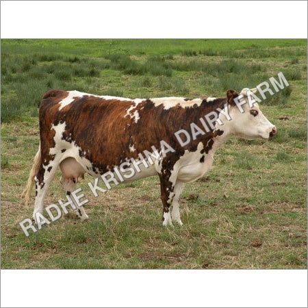 Karan Swiss Cow Karan Swiss Cow