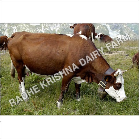 Dairy Karan Swiss Cow Dairy Karan Swiss Cow