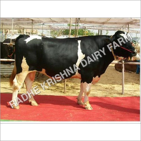 Dairy Hf Bull Dairy Hf Bull