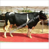 Dairy Hf Bull