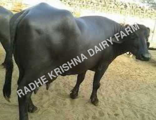Murrah Buffalo Murrah Buffalo