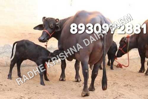 Black Murrah Buffalo