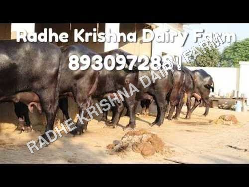 Indian Murrah Buffalo Indian Murrah Buffalo