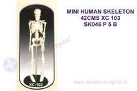 Mini Skeleton 42 Cm Tall