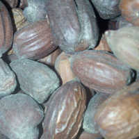 Organic Jojoba Seed
