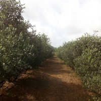 Natural Jojoba Seed - Seed Size 3-5mm, Oil Content 54% | Pure, Pest-free, High Yield, Easy Harvest