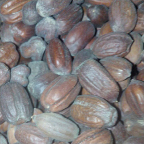 Jojoba Nut Seed
