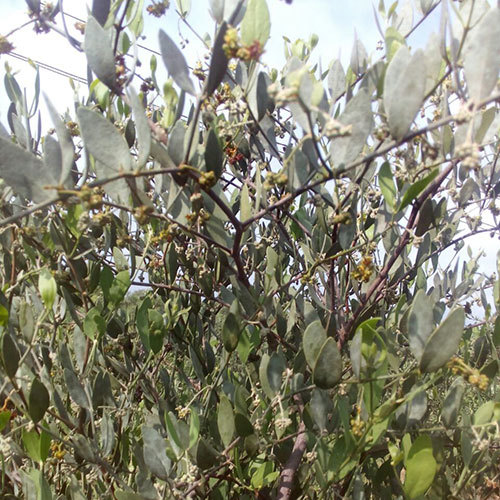 Jojoba Oil Seeds