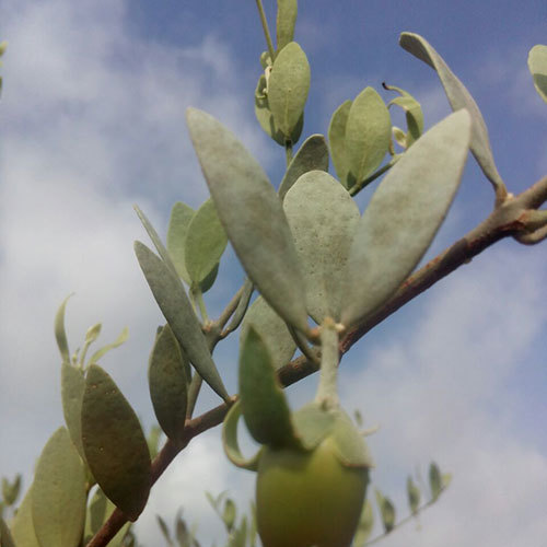 Jojoba Fruit Seed