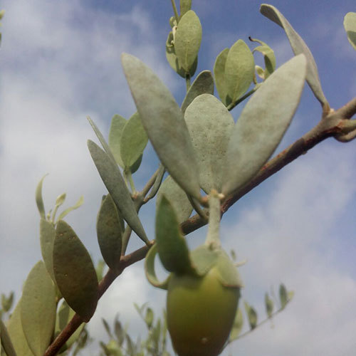 Agro Jojoba Seed