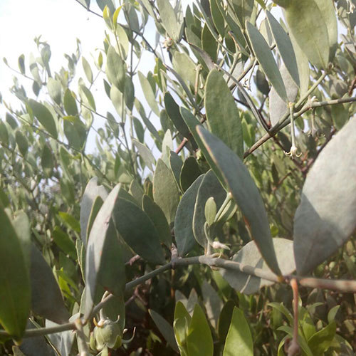 Raw Jojoba Seed