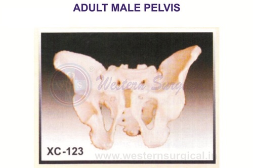 Adult Male Pelvis