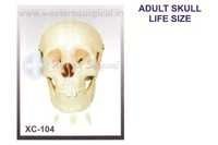 Life Size Skull