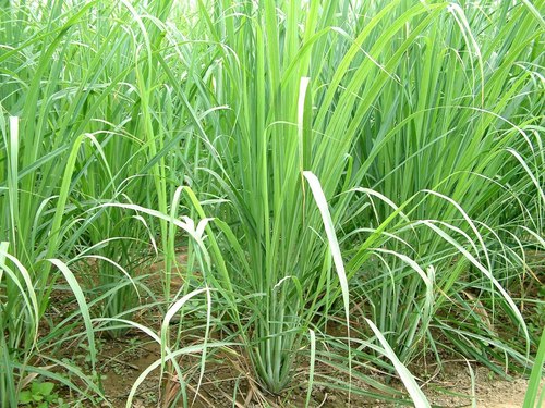 Dried Herbs Lemongrass