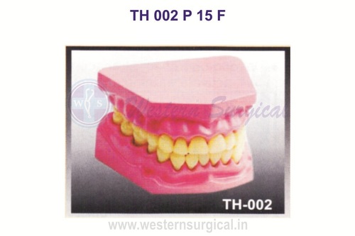 Dental Model Small