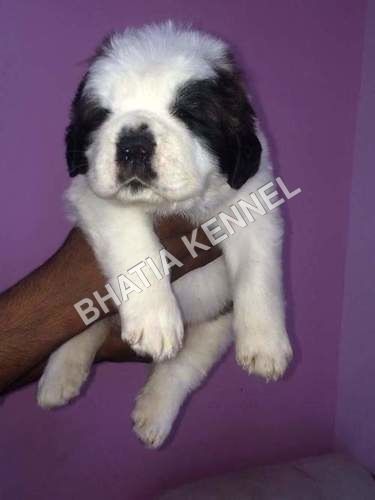 Cute Baby Saint Bernard Dog