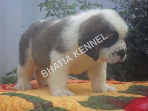 Baby Saint Bernard Dog