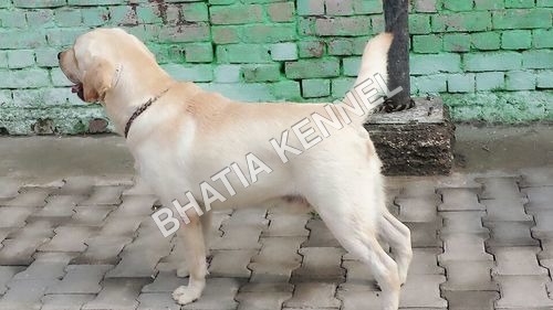 White Labrador Retreiver Dogs By BHATIA KENNEL