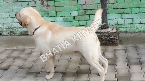 White Labrador Retreiver Dogs