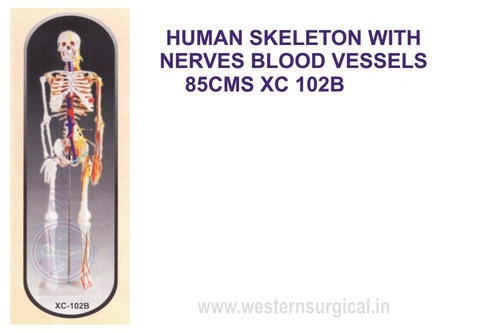 Medium Skeleton With Nerves and blood vessels 85 cm tall