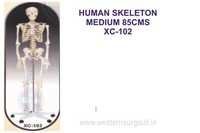 Medium Skeleton 85 cm tall