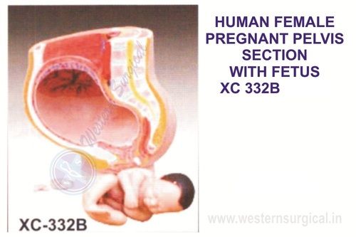 Human Female Pelvis Section