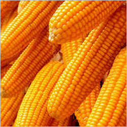 Yellow Corn