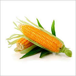 Yellow Maize - Hygienic Yellow Grains High Nutrition Various Quantities No Contaminants