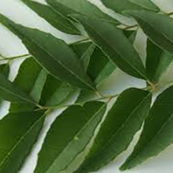 Curry Leaf