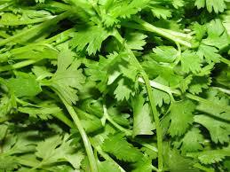 Coriander leaf
