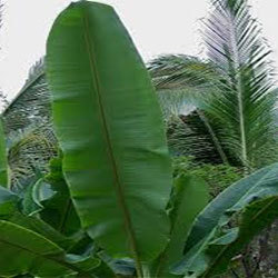 Banana Leaf