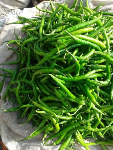 Fresh Green Chilly - Green Variety Non-Glutinous Raw Processing | Natural Taste Exotic Flavor Anti-Inflammatory Benefits