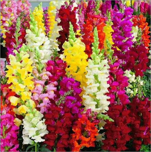 Antirrhinum Seeds