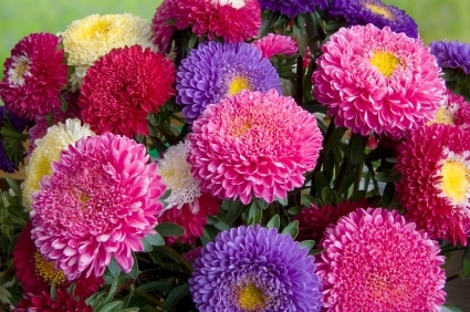 Aster Giant Mix Seeds