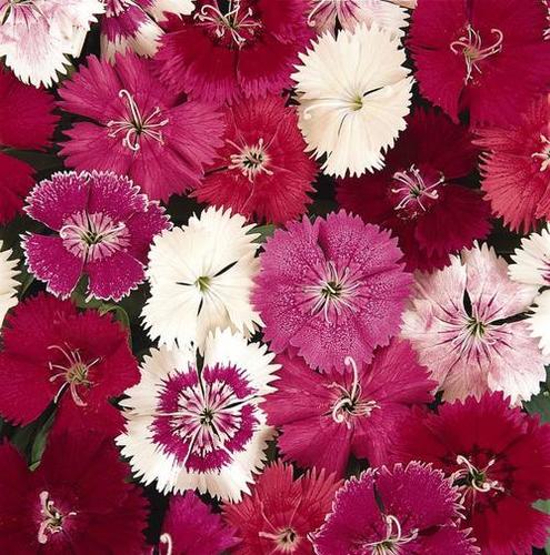 Dianthus Seeds