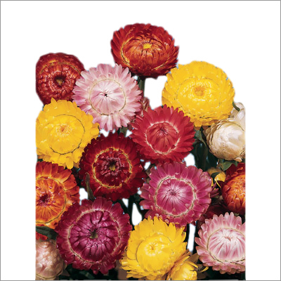 Helichrysum seeds for sowing Helichrysum seeds for sowing