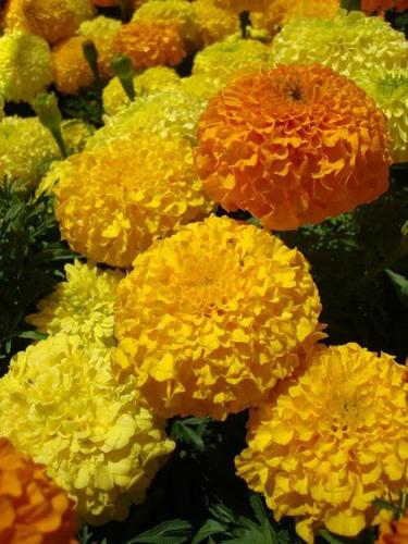 Marigold African Mix Showing Seeds Marigold African Mix Showing Seeds