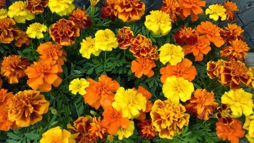 Marigold French Dwarf Mix Seeds Marigold French Dwarf Mix Seeds