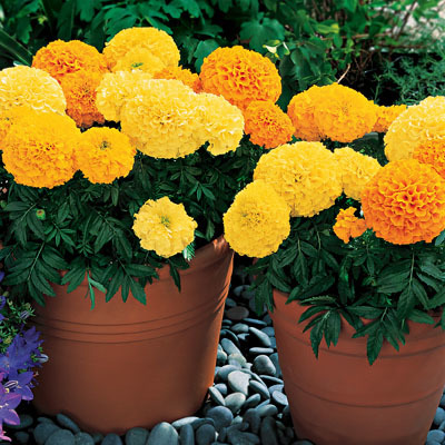 Marigold Inca Mix Seeds Marigold Inca Mix Seeds