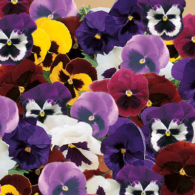Pansy Giant Mix